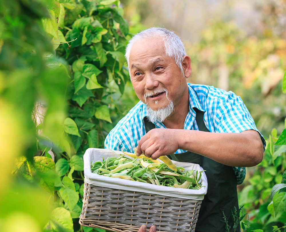 Older Asian man picking snow peas into a basket